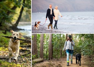 footweartipsfordogwalkers3